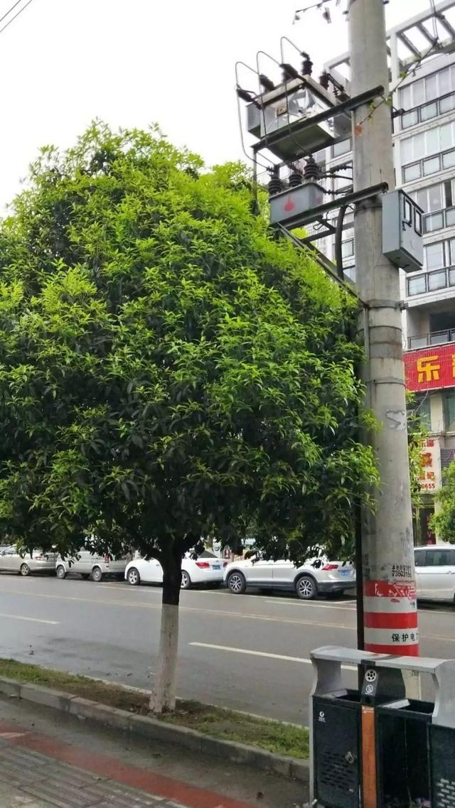 被樹(shù)木遮擋的干式變壓器 被樹(shù)木遮擋的干式變壓器